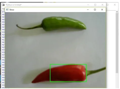Fig. 6 Boxed red chilli. 