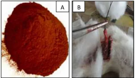Figure 1: (A) Grape seed extract; (B) pylorus ligation. 