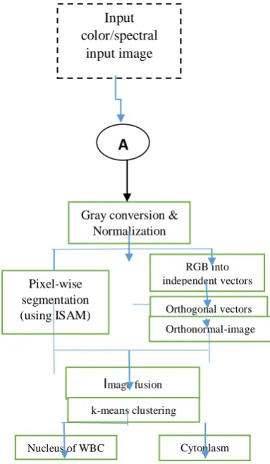 Fig. 1 algorithm of segmentation of WBC nucleus and cytoplasm 