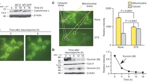 Figure 7Mitochondrial release of survivin during apoptosis. (