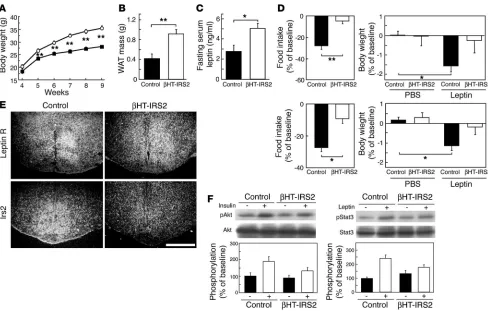 Figure 2HT-IRS2 mice showed leptin resistance. (