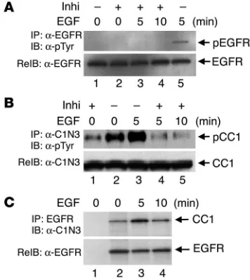 Figure 1EGF induces CEACAM1-4L phosphorylation by EGFR in intact HT29p 