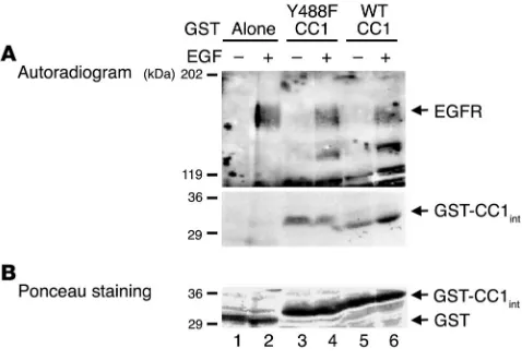 Figure 3CEACAM1-4L is a direct substrate of EGFR. (