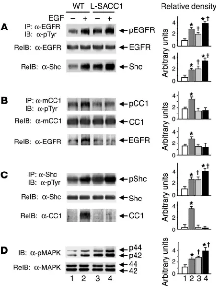 Figure 6Increased activation of EGFR-mediated mitogenesis pathways in  