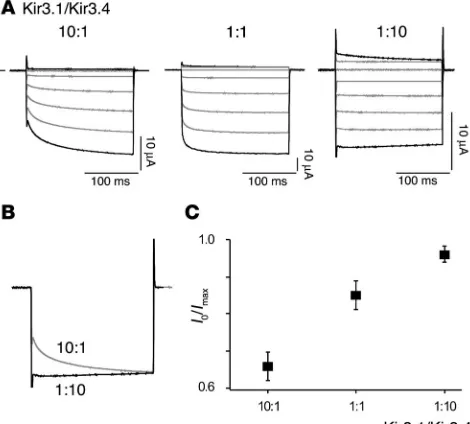 Figure 5Onset of current through recombinant IKir3.4 cRNA ratio. (ence in time course (with the cRNAs indicated in response to voltage steps from 0 mV to potentials between –100 mV and 40 mV (increments of 20 mV); current and time scaling is 10 K,ACh chang