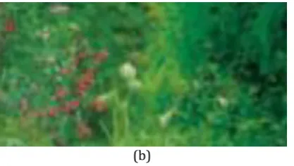 Fig. 1. Independent Component Analysis (a) Hazed Image (b) Dehazed Image.  