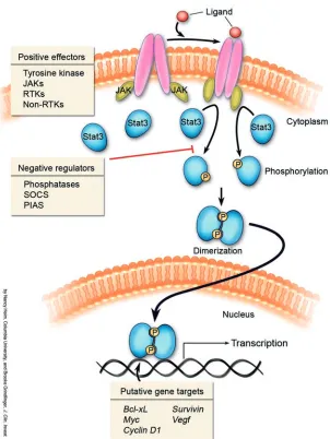 Figure 1Model for Stat3 signaling. Stat3 is a transcrip-