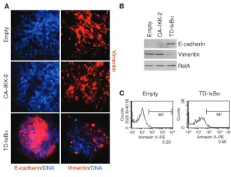 Figure 8Inhibition of NF-