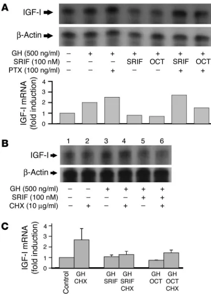 Figure 6SRIF suppression of hepatic IGF-I does not require new protein induc-
