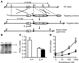 Figure 1Generation of mice with the PPARis expressed relative to that of wild-type allele in wild-type mice