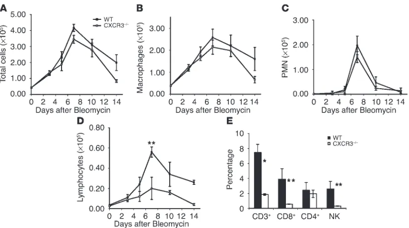 Figure 2CXCR3–/– mice exhibit a defect in lymphocyte and NK cell recruitment after lung injury