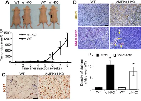 Figure 6: Allografed AMPKα1-KO MEFs promote tumor formation with increased vascularization in nude mice