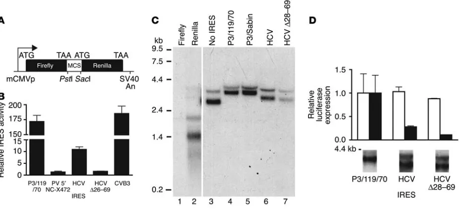 Figure 1IRES-mediated translation in A549 cells infected with recombinant adenoviruses