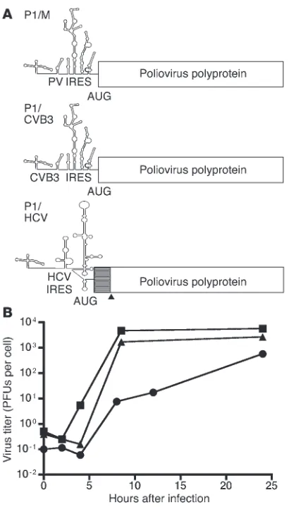 Figure 4Replication and virulence of recombinant poliovirus strains. (