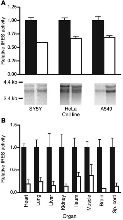 Figure 6Effect of C472U mutation on translation of bicistronic mRNAs expressed 