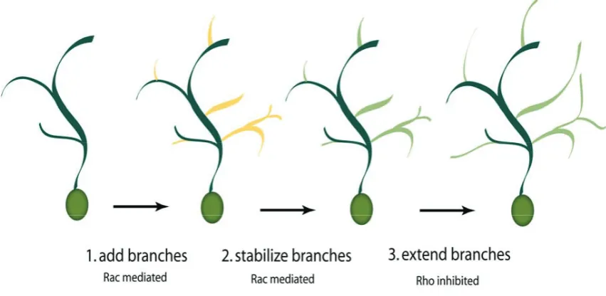 Figure 5.2. Rho GTPase-dependent stages of dendritic branching. For the correctdevelopment of dendrites, three distinct processes are required