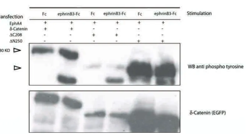 Figure 6.5. Phosphorylation of ���using the EGFP-tag (stripped membrane stained with anti EGFP is shown in lower panel)