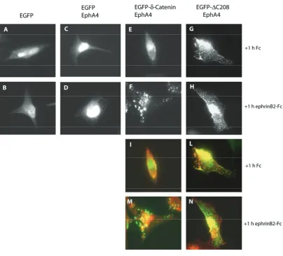 Figure 6.9. Relocalization of EGFP-�EGFP-ephrinB3-Fc does not have any visible effect