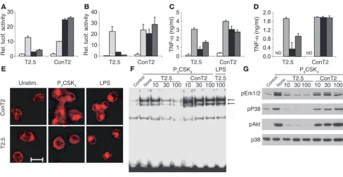 Figure 3Inhibitory effect of mAb T2.5 on cell activation in vitro. (