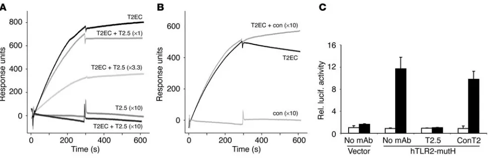 Figure 4Molecular analysis of the effects of mAb T2.5 on TLR2ECD-P