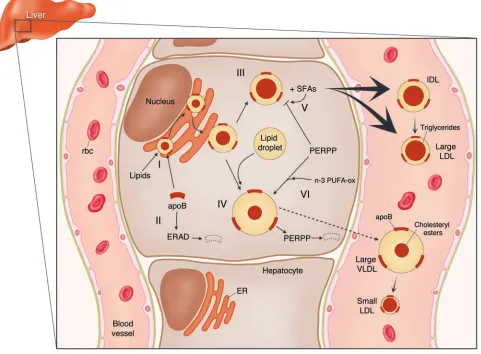 Figure 1Scheme for the roles of intracellular proteolytic processes in regulating pathways for hepatic secretion of ApoB-containing lipoproteins and the 