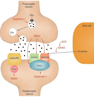 Figure 1Schematic representation of a glutamatergic synapse. Several genes have been implicated in 