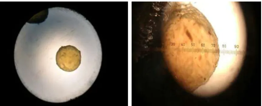 Figure 1: Optical photograph of microsphere with & without eyepiece micrometer 