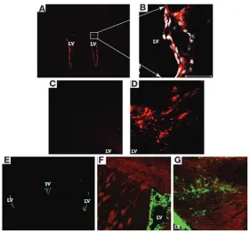 Figure 8SCF-stimulated progenitor cell migration in vivo. (
