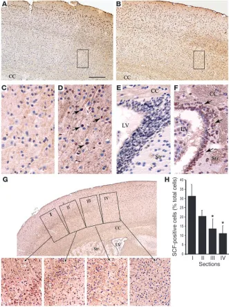 Figure 2Distribution of SCF in the injured forebrain. 