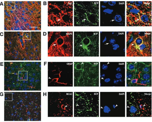 Figure 3Characterization of SCF-positive cells in the cor-