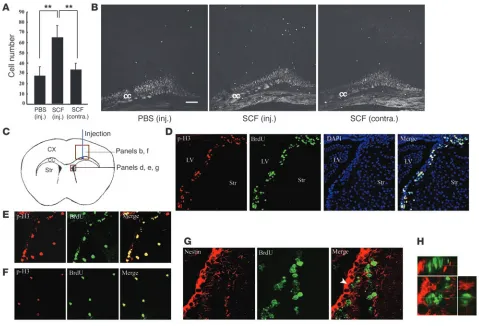 Figure 7SCF-stimulated progenitor cell migration in vivo. (