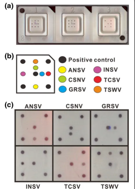 Table 3 Primers and probes used for the microarray
