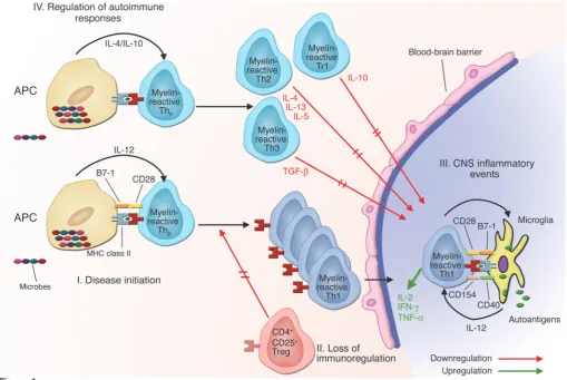 Figure 1Working hypothesis as to the cause of MS. (I) In a genetically susceptible host, common microbes both activate the APCs through toll receptors and