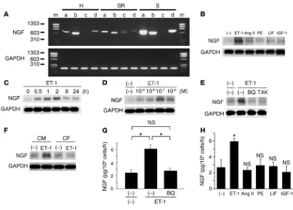 Figure 1Specific augmentation of NGF expression by ET-1 in cardiomyocytes. (