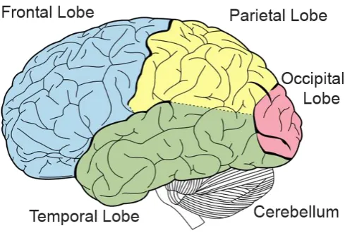 Fig -2: Structure of Brain 