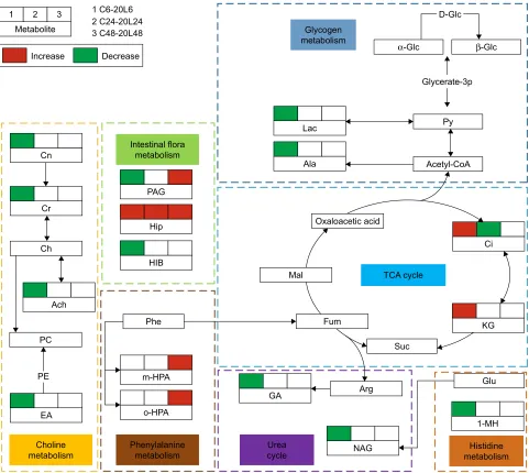 Figure 6 Metabolic networks involved in rat urinary metabonomes following low-dose 20 nm Fe@si NP exposure.Notes: C and L represent the control and low-dose groups, respectively