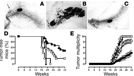 Figure 1Effects of TM-ECD vaccination and p185progression of precancerous lesions in BALB-neuT mice