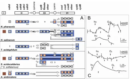 Figure 3.3: Genomic and experimental studies of the N. pharaonis electron transport chain