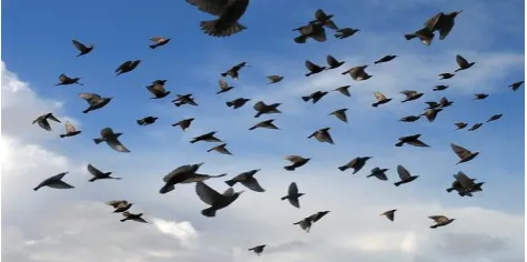 Fig .2 PSO technique using birds and fishes 