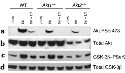 Figure 1Phosphorylation of Akt and GSK-3minutes with buffer alone (untxd), thrombin (thr; 1 U/ml), or throm-bin in the presence of the PI3K inhibitor, LY294002 (thr + LY; 50 Washed platelets (2 phorylated on serine 473 (Akt-PSer473), (The results shown are representative of those obtained a minimumβ in WT, Akt1–/–, and Akt2–/– mice.× 107 platelets in 100 µl) were stimulated for 10µM)and then immunoblotted with Ab’s directed against (a) Akt phos-b) total Akt, (c) GSK-3βphosphorylated on serine 9 (GSK-3β–PSer9), and (d) total GSK-3β.of three times.