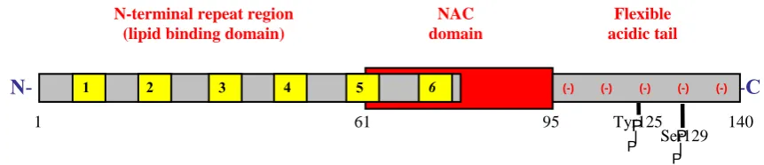 Figure 2:  Schematic diagram of α-synuclein structure 