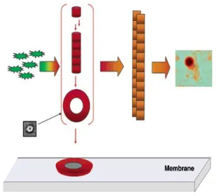Figure 3:  Putative model for pathological α-synuclein inclusion formation.  Disordered monomeric 