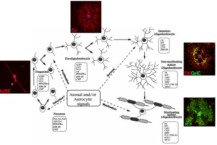 Figure 7:  Developmental stages of cells of the oligodendrocyte lineage.  Schematic drawing of the 