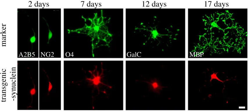 Figure 8:  Oligodendrocyte progenitor cells were isolated from transgenic mouse forebrains