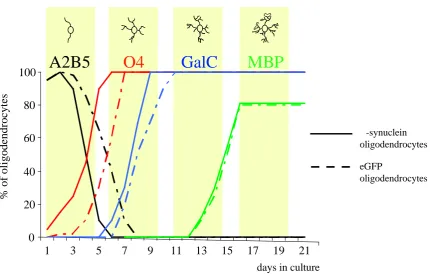 Figure 9:  Oligodendrocyte progenitor cells isolated from -synuclein (solid lines) and eGFP (broken 