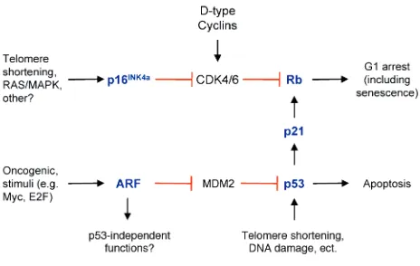 Figure 1 The p53 and Rb pathways. p53 activity is predominantly regulatedat the protein level