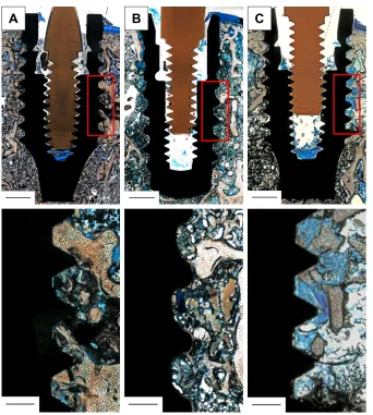 Figure 1 histological samples, stained with toluidine blue, including reference boxes (red squares) (top) and zoom-in of these (bottom).Notes: Reference box marks the standard area employed to evaluate new bone formation, which was used to calculate the pe