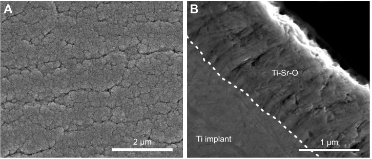 Figure 2 seM images of Ti-sr-O.Notes: (A) Top-view seM of the Ti-sr-O coating. The coating morphology is characterized by a granular nanostructure