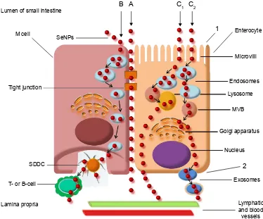 Figure 4 Diagram of nanoparticle transport across the intestinal mucosa of the small intestine