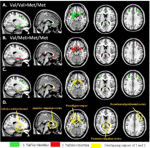 Figure 2: Peak clusters showing significant interactions of Val/Val > Met/Met (green) or Met/Val > Met/Met (red) from the entorhinal seed